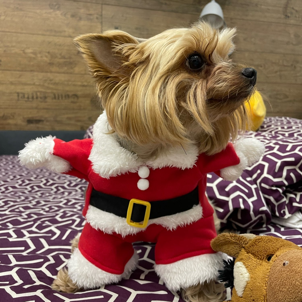 Winter Clothing Dress Up - Winter Pet Dog Jacket Coat For